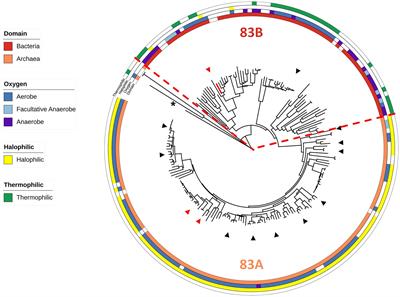 Obligately aerobic human gut microbe expresses an oxygen resistant tungsten-containing oxidoreductase for detoxifying gut aldehydes